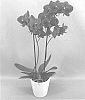 Phalaenopsis%20hybrid%20%27PHALJAKYJE%27