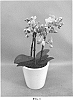 Phalaenopsis%20hybrid%20%27PHALHASVEL%27