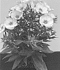 Phlox%20paniculata%20%27Dophlflaprosopi%27