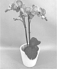 Phalaenopsis%20hybrid%20%27PHALHIPVAH%27