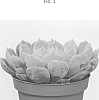 Echeveria%20hybrid%20%27TSAECH1824%27