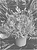Lavandula%20stoechas%20%27TWIN%20SUMMER%27