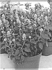 Salvia%20farinacea%20%27SCABB15-1%27