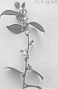 Vaccinium%20corymbosum%20L.%20%27FLR14-372%27