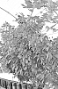 Rubus%20subgenus%20Eubatus%20sect.%20Morifieri%20%26%20Ursini%20and%20hybrids%20%27Plablack%2015157%27