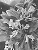 Viburnum%20davidii%20x%20propinquum%20%27NCVX4%27