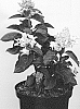 Hydrangea%20paniculata%20%27LC%20NO9%27