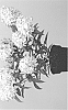 Hydrangea%20paniculata%20%27LC%20NO10%27