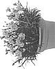 Dianthus%20hybrid%20%27DDTOW14-0%27