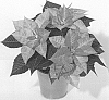 Euphorbia%20pulcherrima%20%27NPCW19287%27