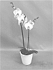 Phalaenopsis%20hybrid%20%27PHALGUSWHA%27