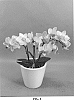 Phalaenopsis%20hybrid%20%27PHALOHCAE%27