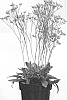 Limonium%20gmelinii%20%27STE10%27