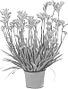 Anigozanthos%20hybrid%20%27Ramboprise%27