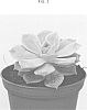 Echeveria%20hyrbid%20%27MOBEc%2069%27