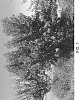 Prunus%20persica%20%27W-2%27