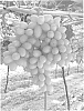 Vitis%20vinifera%20%27Itumsix%27