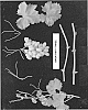 Vitis%20vinifera%20%27ARRATHIRTYTHREE%27