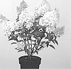 Hydrangea%20paniculata%20%27LC%20NO12%27