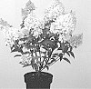 Hydrangea%20paniculata%20%27LC%20NO12%27