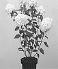 Hydrangea%20paniculata%20%27LC%20NO14%27