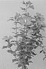 Hibiscus%20syriacus%20%27MINSYROU17%27
