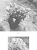 Achillea%20millefolium%20%27FLORACHYE0%27