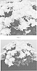 Chrysanthemum%20x%20morifolium%20%27CIFZ0080%27