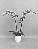 Phalaenopsis%20hyrbid%20%27PHALCHORBE%27