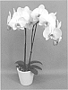 Phalaenopsis%20hybrid%20%27PHALGARBON%27