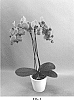 Phalaenopsis%20hybrid%20%27PHALHALLY%27