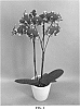 Phalaenopsis%20hybrid%20%27PHALINYFA%27