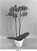 Phalaenopsis%20hybrid%20%27PHALINYFA%27