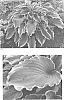 Hosta%20hybrid%20%28Tratt.%29%20%27Voices%20in%20the%20Wind%27