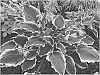 Hosta%20hybrid%20%27Hope%20Springs%20Eternal%27