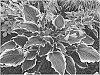 Hosta%20hybrid%20%27Hope%20Springs%20Eternal%27