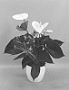 Anthurium%20andraeanum%20L.%20%27ANTHFASAO%27
