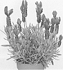 Lavandula%20stoechas%20%27Anouk%20Deluxe%201225%27