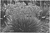 AGAPANTHUS%20PLANT%20NAMED%20%27LITTLE%20GALAXY