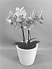 Phalaenopsis%20hybrid%20%27PHALGITZE%27