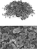 Petunia%20X%20hybrida%20%27BBTUN93201%27