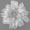 Neoregelia%20carolinae%20X%20%28Neoregelia%20macrosepala%20X%20Neoregelia%20meyendorfii%29%20%27Dharma%27