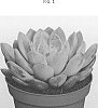 Echeveria%20hookeri%20x%20Pachyphytum%20oviferum%20x%20Pachyveria%20%27AMIECH1621%27