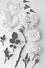 Rosa%20hybrida%20%27Poulpar125%27