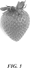 Fragaria%20x%20ananassa%20Duch.%20%27A13-07%27