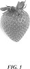 Fragaria%20x%20ananassa%20Duch.%20%27A13-07%27