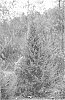 Juniperus%20virginiana%20%27FARROWJVBF%27