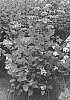 Hydrangea%20arborescens%20subsp.%20radiata%20%27SMNHRLL%27