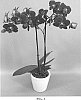 Phalaenopsis%20hybrid%20%27PHALIPZYL%27