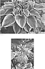 Hosta%20hybrid%20%28Tratt.%29%20%27Trendsetter%27